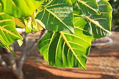 《漫威暗夜之子》原本更长 删减了超过30个对话